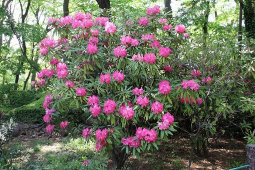 シャクナゲ・石楠花　咲く風景 花木,春,カラフルの写真素材