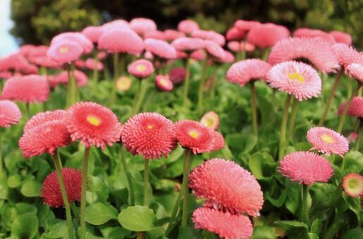 Flower (daisy), daisy, plant, flower, JPG