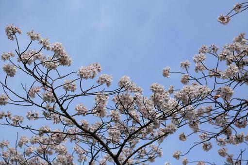桜 桜の写真
