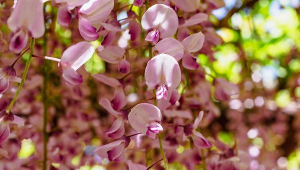 Photo, wisteria of honehata, nagaizumi temple, wisteria trellis, 