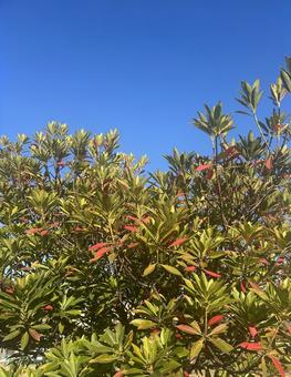 植物と青空 植物,空,木の写真素材