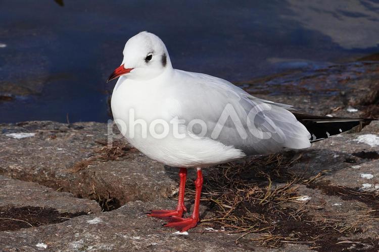ユリカモメ２（鶴見緑地　大池） ユリカモメ,動物,鳥類の写真素材