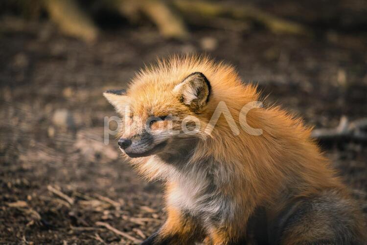 宮城蔵王キツネ村のキツネ達 冬,宮城,蔵王の写真素材