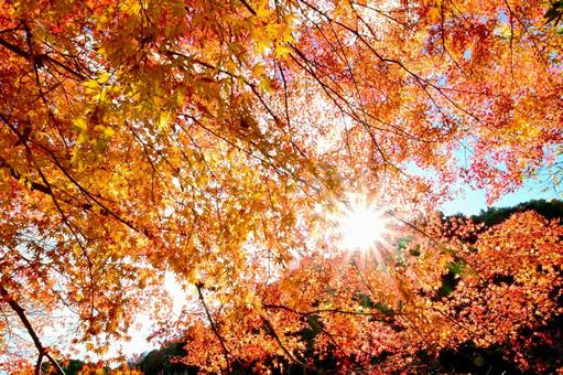 大滝渓谷の紅葉風景 王滝渓谷,紅葉,秋の写真素材