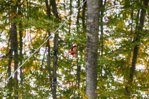 秋の空気神社⑴の写真