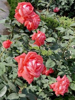 バラ バラ バラ,ローズ,花びらの写真素材