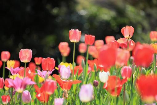 Beautiful tulips, JPG Beautiful tulips, JPG
