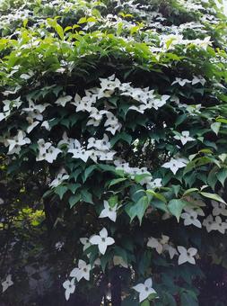 やまぼうしの咲く季節 やまぼうし,花,やまぼうしの木の写真素材