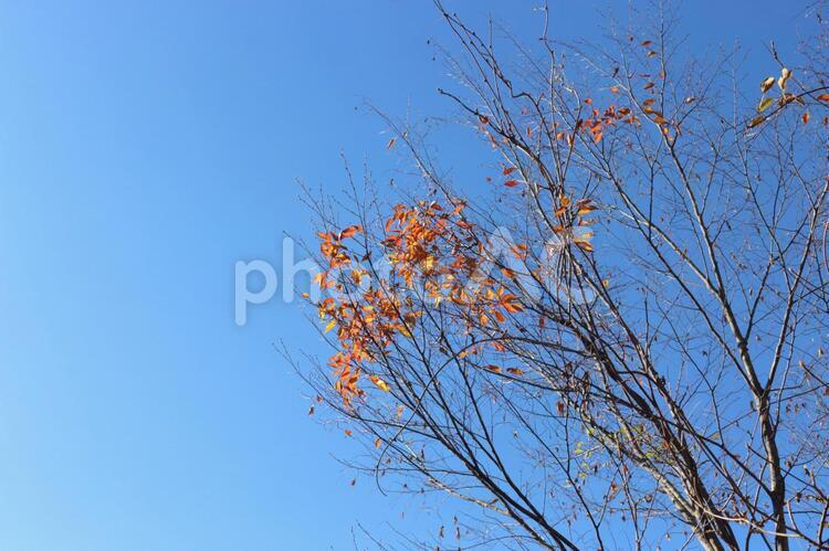 秋の空と木 木,青空,秋晴れの写真素材