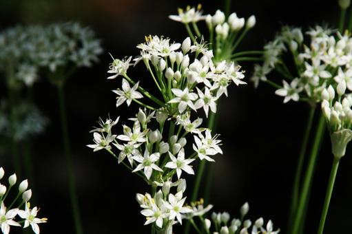 ニラ・ガーリックチャイブ　マクロ フラワー,ニラ,白色の写真素材