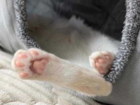 猫の肉球-アップ- 猫の肉球-アップ- 猫,肉球,足の写真素材