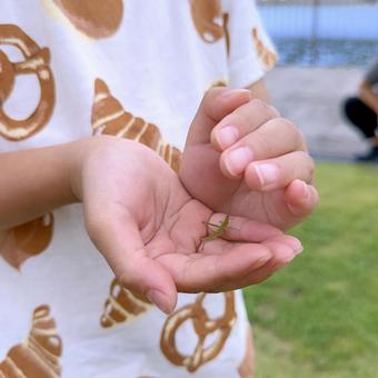 子供の夏休み 子供の夏休み 子供の夏休み,夏休み,虫探しの写真素材