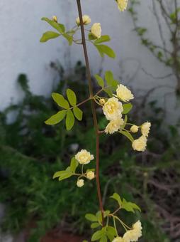 モッコウバラ モッコウバラの写真