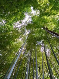 荘厳な雰囲気の竹林と木漏れ日 荘厳な雰囲気の竹林と木漏れ日の写真