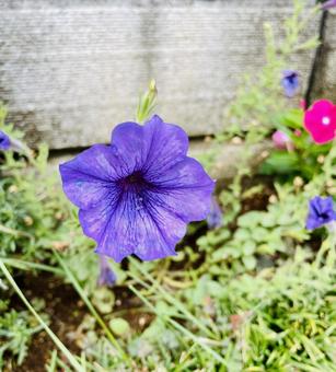 ペチュニアの写真