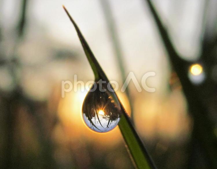 水滴と緑の葉と朝日Water drops 水滴,すいてき,waterの写真素材