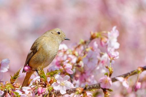 桜の枝にとまるジョウビタキの雌 桜の枝にとまるジョウビタキの雌 ジョウビタキ,鳥,野鳥の写真素材