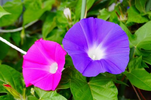 朝高花 朝高花