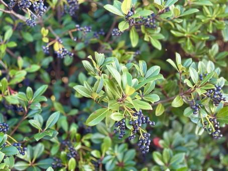 シャリンバイ5 花,テクスチャ,背景の写真素材