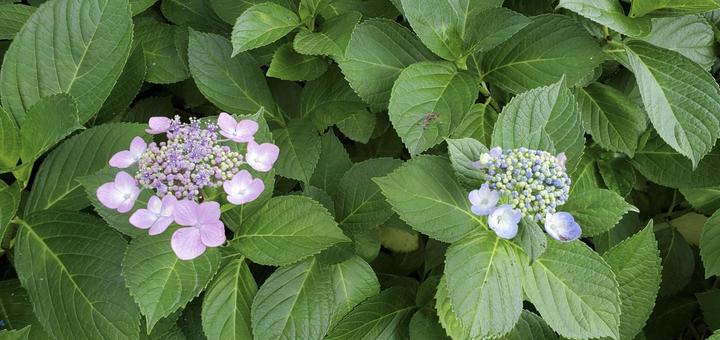 ガクアジサイ ガクアジサイ,紫色,パープルの写真素材