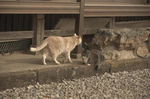 地域猫④ 猫,キジトラ,地域猫の写真素材