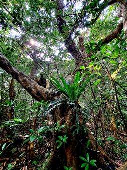 奄美　植物　木 森,山,自然の写真素材