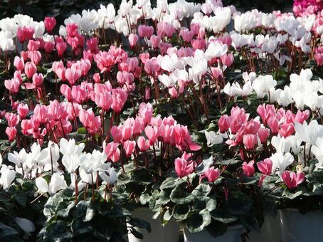 シクラメン　Cyclamen　咲く風景 シクラメン,楽しい,美しいの写真素材
