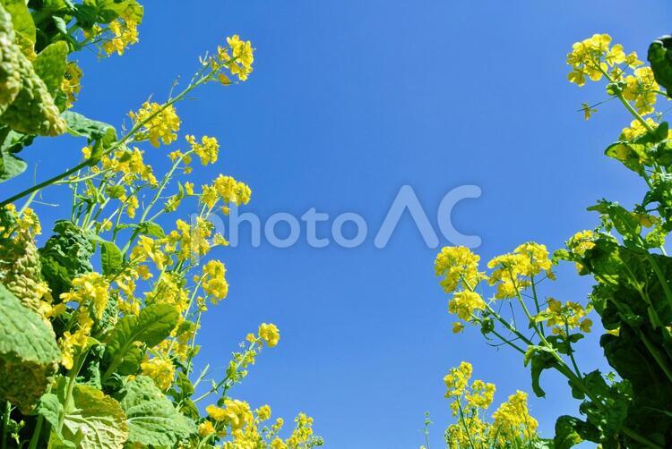 菜の花のお花畑と青い空 菜の花,青空,空の写真素材