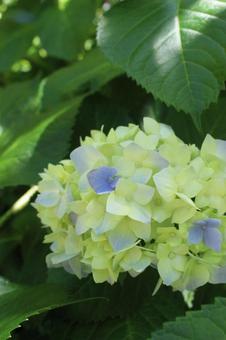 紫陽花 紫陽花の写真