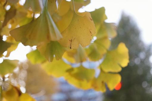 紅葉した銀杏 紅葉した銀杏の写真