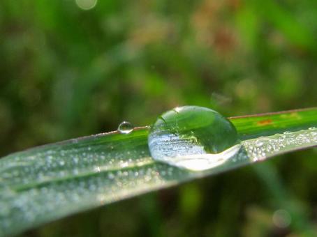 水滴と緑の葉の風景 水滴と緑の葉の風景 水滴,しずく,雨の写真素材