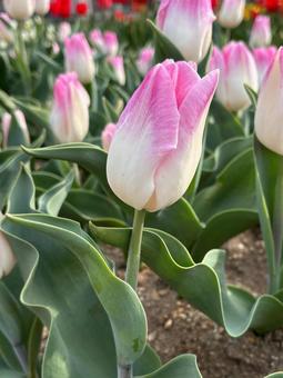 チューリップ チューリップ,春,自然の写真素材