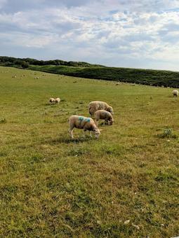 Photo, sheep, sheep in nature, grazing, 