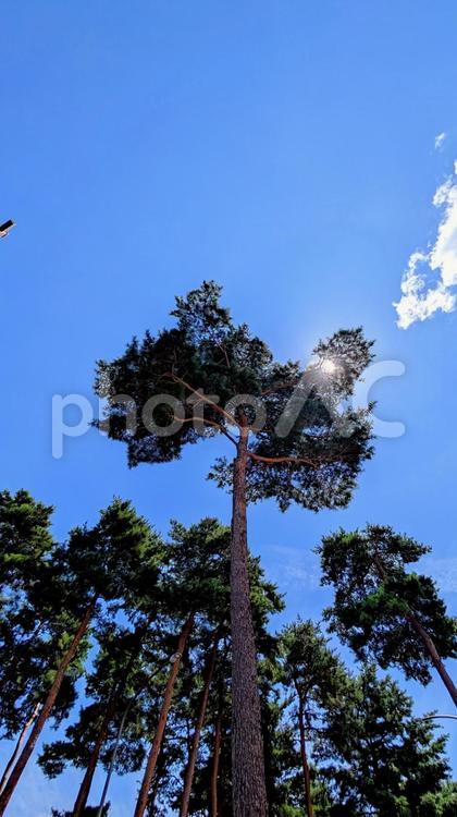大空へ向かう、力強い松の木 木,松,樹木の写真素材