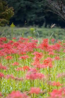 柔らかな光に包まれた彼岸花畑の奥行き 柔らかな光に包まれた彼岸花畑の奥行き 彼岸花,曼珠沙華,花畑の写真素材
