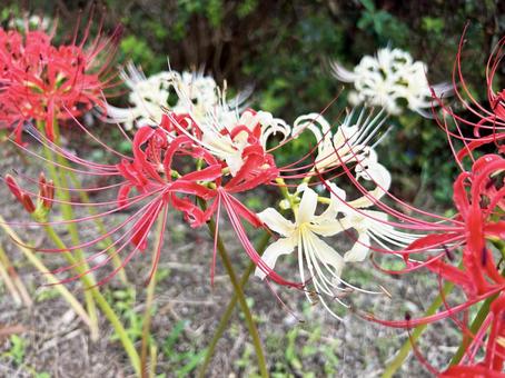 紅白の彼岸花 彼岸花,秋,紅白の写真素材