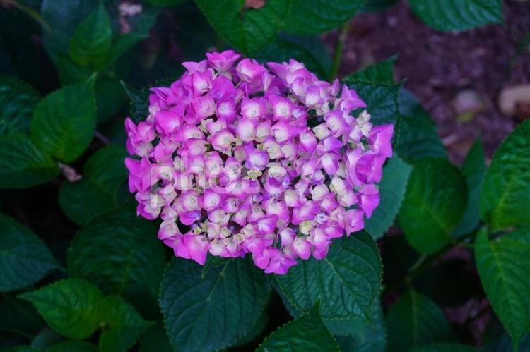 アジサイの花 あじさい,葉,花の写真素材