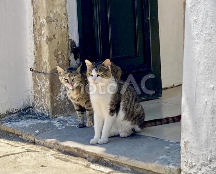 カノニの教会のネコ ネコ,ギリシャ,コルフの写真素材
