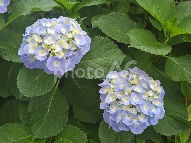 道端の紫陽花（あじさい） あじさい,アジサイ,6月の写真素材