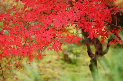 京都仁和寺の美しい紅葉 2 京都仁和寺の美しい紅葉 2の写真