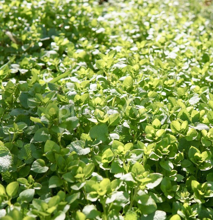 緑の絨毯 緑,絨毯,自然の写真素材