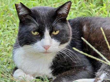 凛々しい猫 凛々しい猫 猫,ネコ,地域猫の写真素材