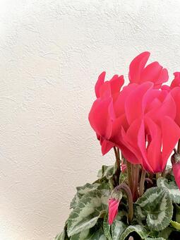 真っ赤なシクラメン 04 シクラメン,サクラソウ科,花の写真素材