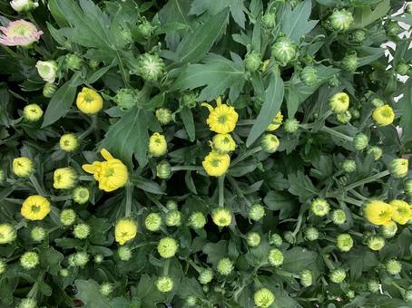 菊 花 菊 花 ガーデニング,園芸,菊の写真素材