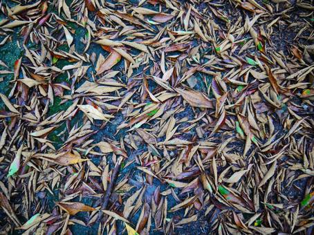 落ち葉 落ち葉,自然,風景の写真素材