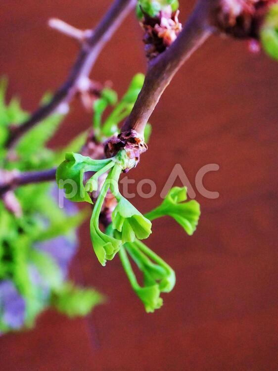 イチョウの芽吹き４ 銀杏,イチョウ,緑の写真素材