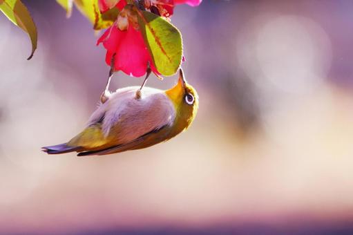 山茶花と可愛いメジロ 山茶花と可愛いメジロ 鳥,メジロ,花の写真素材