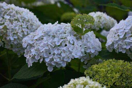 飛鳥の小径の紫陽花 飛鳥の小径,紫陽花,花の写真素材