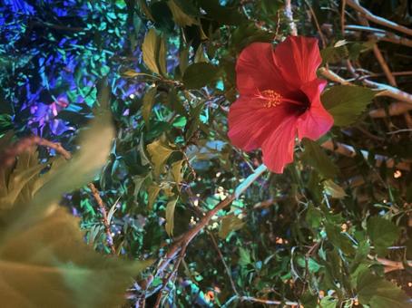 ハイビスカス ハイビスカス,お花,花の写真素材