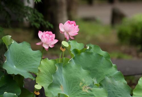 Photo, lotus flower, a lotus, lotus, 